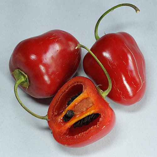 Capsicum pubescens Available Varieties