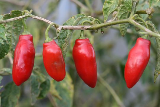 Capsicum pubescens wwwanniesannualscomsignsp2020rimagescapis