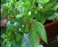 Capsicum pubescens Capsicum pubescens Tree Pepper Rocoto PFAF Plant Database