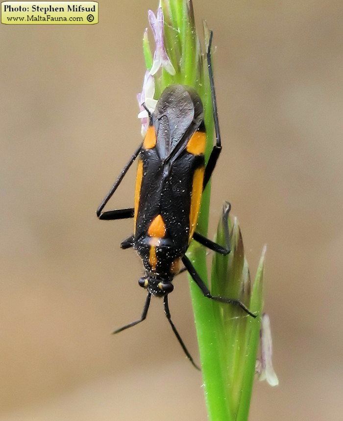 Capsodes Wild Plants of Malta and Gozo Capsodes sp Leaf Bug