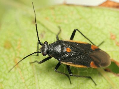 Capsodes Miridae Capsodes gothicus