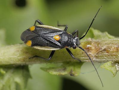 Capsodes Miridae Capsodes gothicus