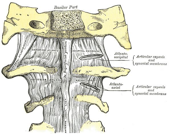 Capsule of atlantooccipital articulation