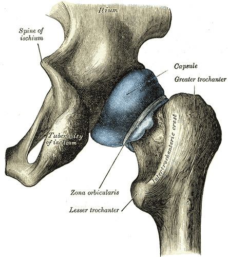 Capsule of hip joint