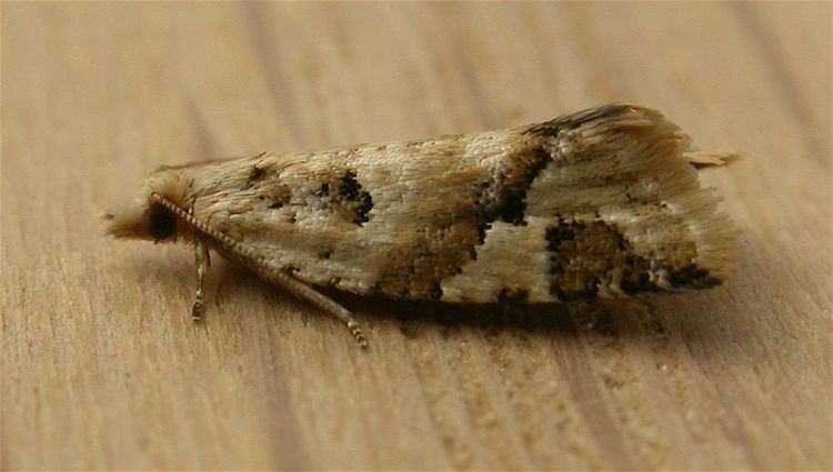 Capua (moth)