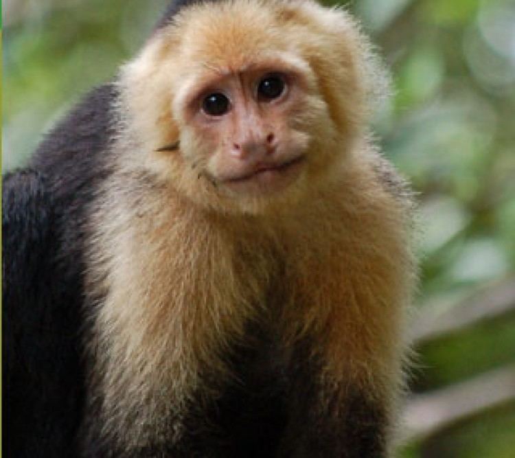 Capuchin monkey Capuchin Monkey Facts History Useful Information and Amazing Pictures
