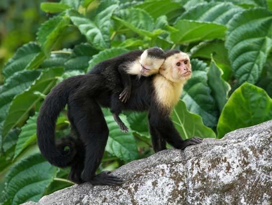 Capuchin monkey capuchin monkey monkey genus Britannicacom