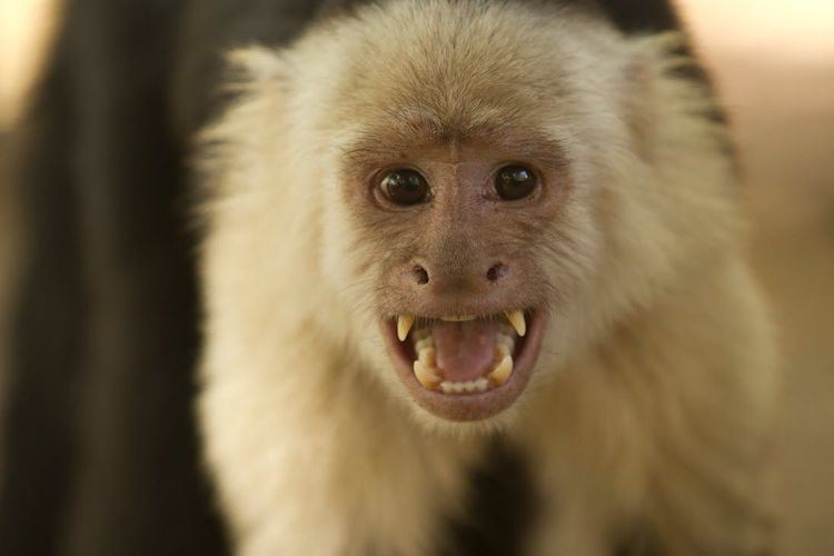 Capuchin monkey UCLA anthropologist knows her capuchin monkeys UCLA