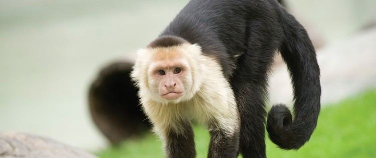 Capuchin monkey Fort Wayne Children39s Zoo Capuchin Monkey