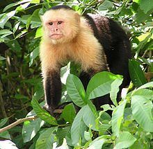 Capuchin monkey httpsuploadwikimediaorgwikipediacommonsthu