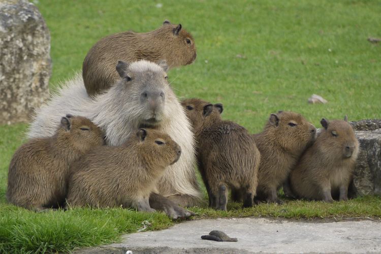 Capybara Capybaras are cute even though they eat their own poop The Verge