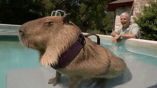 Capybara Gary the Capybara Put the 39Cute39 In 39Rodent39 Preposterous Pets