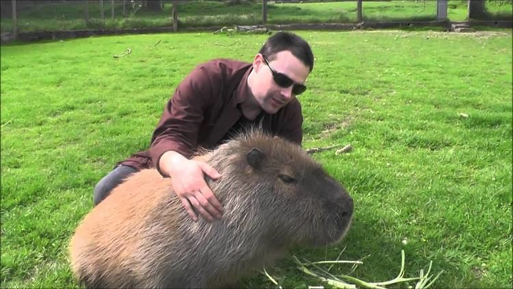 Capybara Making Friends with a Capybara YouTube