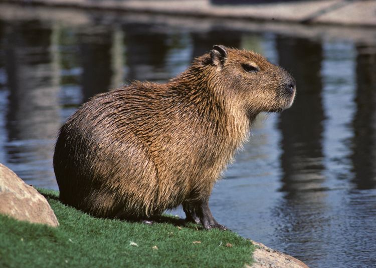 Capybara Capybara Fact Sheet