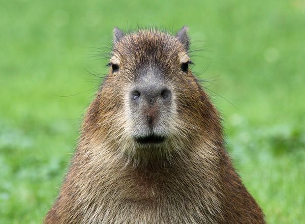 Capybara Facts About Capybaras