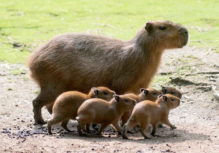 Capybara Capybara ZooBorns