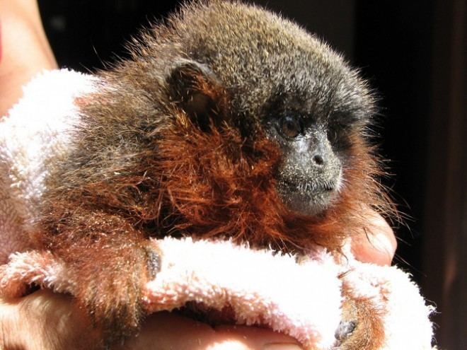 Caquetá titi New Titi Monkey Species Discovered In Amazon WIRED