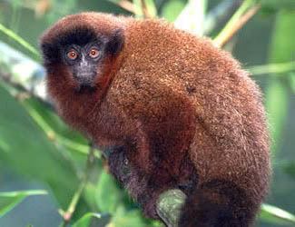 Caquetá titi Species of titi monkey found in Colombia is new to science and in