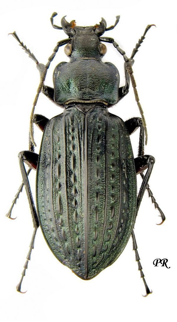 Carabinae Subfamily Carabinae Latreille 1802 Carabidae