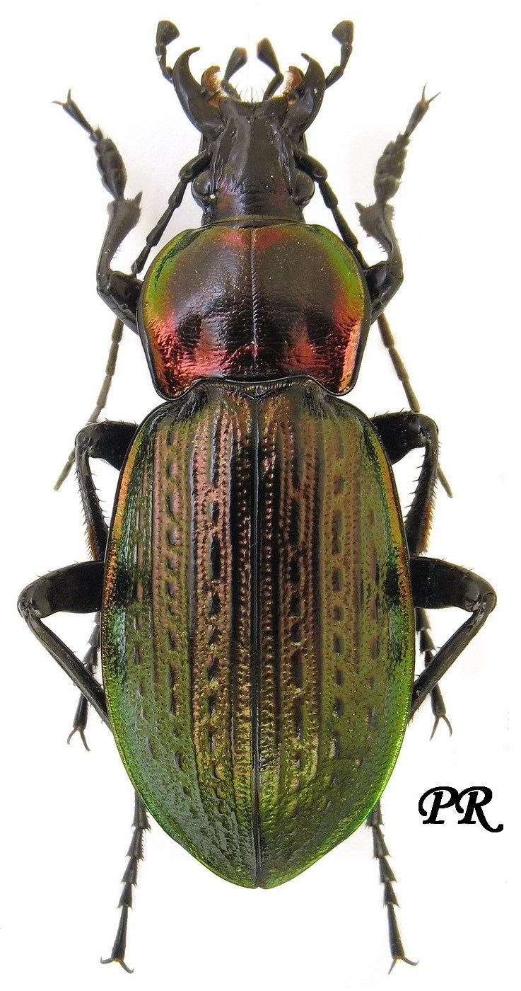 Carabus Carabus Macrothorax morbillosus Fabricius 1792 Carabidae