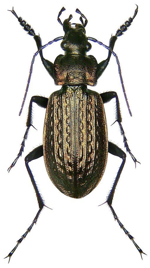 Carabus Carabus Carabus granulatus granulatus Linne 1758 Carabidae