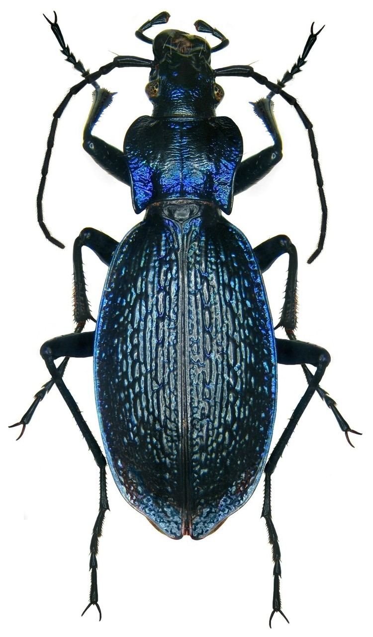 Carabus Carabus intricatus Wikipedia la enciclopedia libre