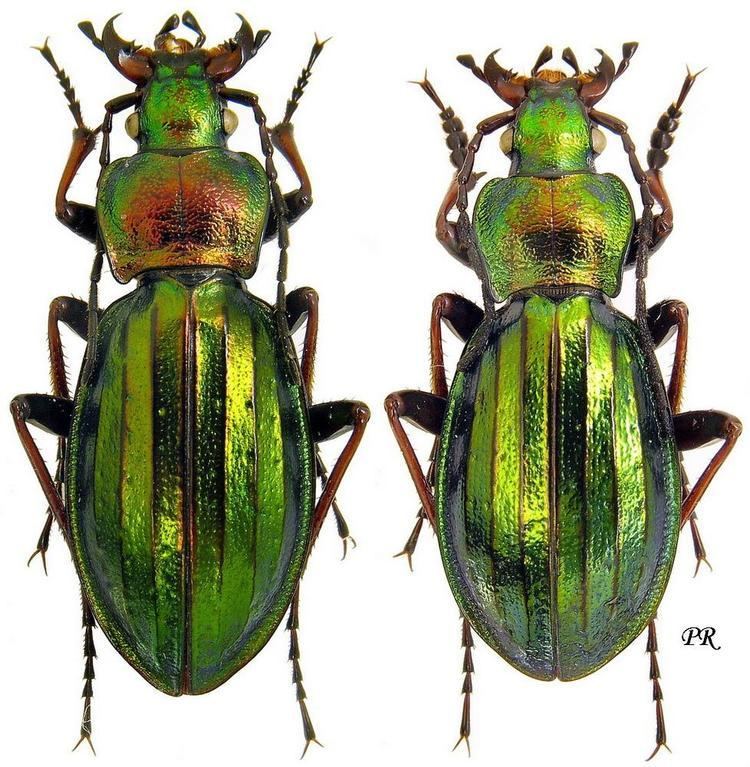 Carabus auronitens Carabus Chrysocarabus auronitens Fabricius 1792 Carabidae