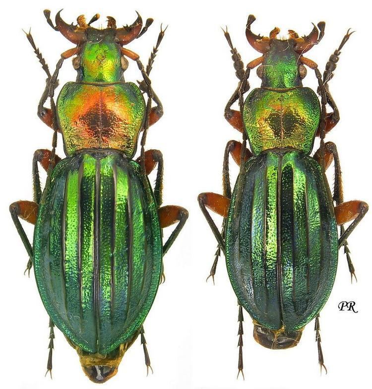 Carabus auronitens Carabus Chrysocarabus auronitens Fabricius 1792 Carabidae
