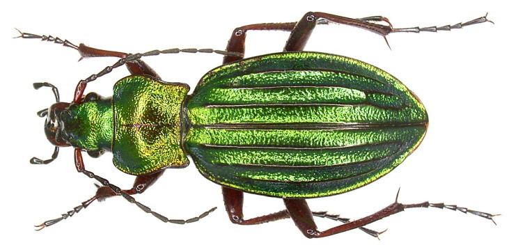 Carabus auronitens Carabus auronitens