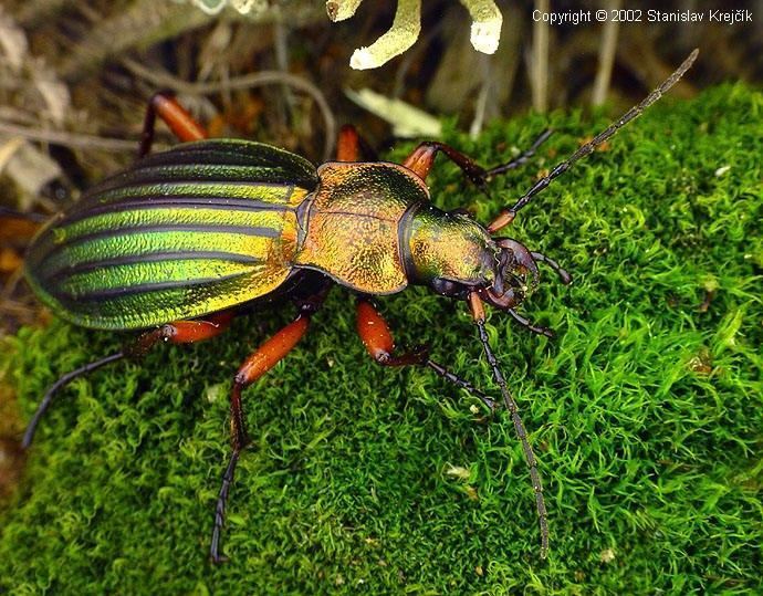 Carabus auronitens Image Carabus auronitens auronitens BioLibcz