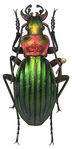 Carabus auronitens carabidaeorgcarabidaeCarabus20Chrysocarabus20