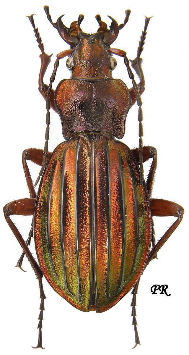 Carabus auronitens Carabus Chrysocarabus auronitens auronitens Fabricius 1792