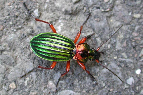 Carabus auronitens Carabus auronitens Golden ground beetle Chrysocarabus auronitens