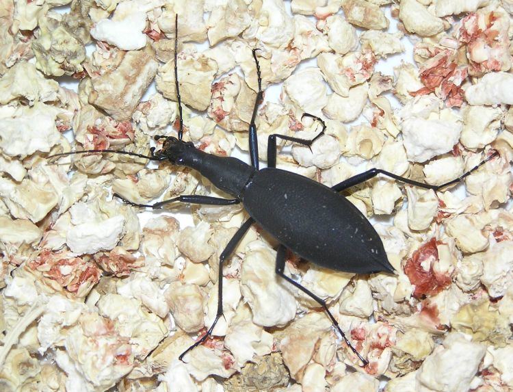 Carabus blaptoides Image Carabus blaptoides blaptoides BioLibcz