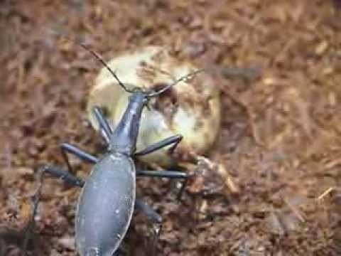Carabus blaptoides Snail eating behaviour of Carabus Damaster blaptoides YouTube