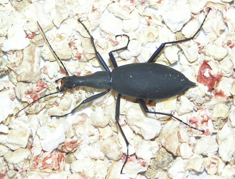 Carabus blaptoides Image Carabus blaptoides blaptoides BioLibcz