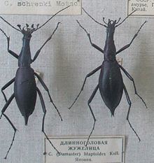 Carabus blaptoides Carabus blaptoides Wikipedia