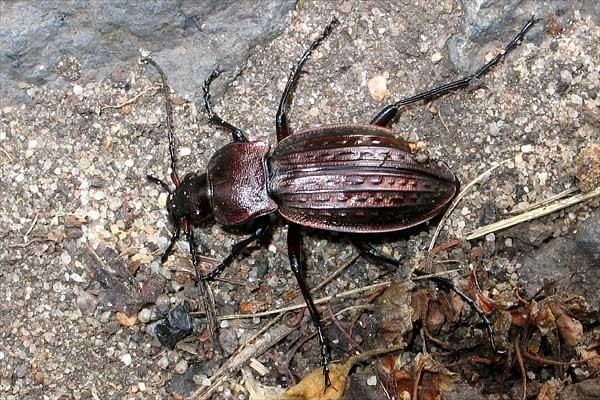 Carabus cancellatus Carabus cancellatus Ground beetle