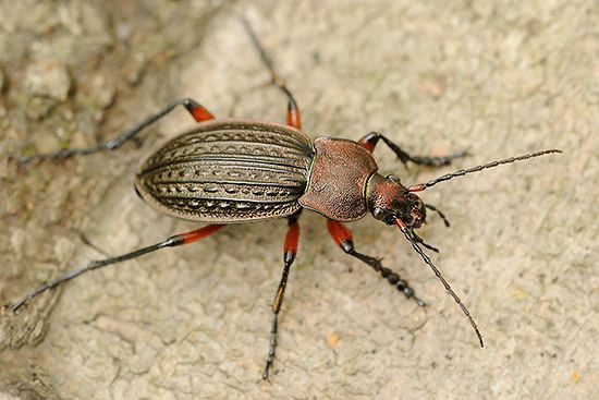 Carabus cancellatus Early spring beetles in the Hungarian lowlands Bernard Van Elegem