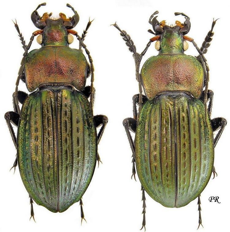 Carabus cancellatus Carabus Tachypus cancellatus Illiger 1798 Carabidae