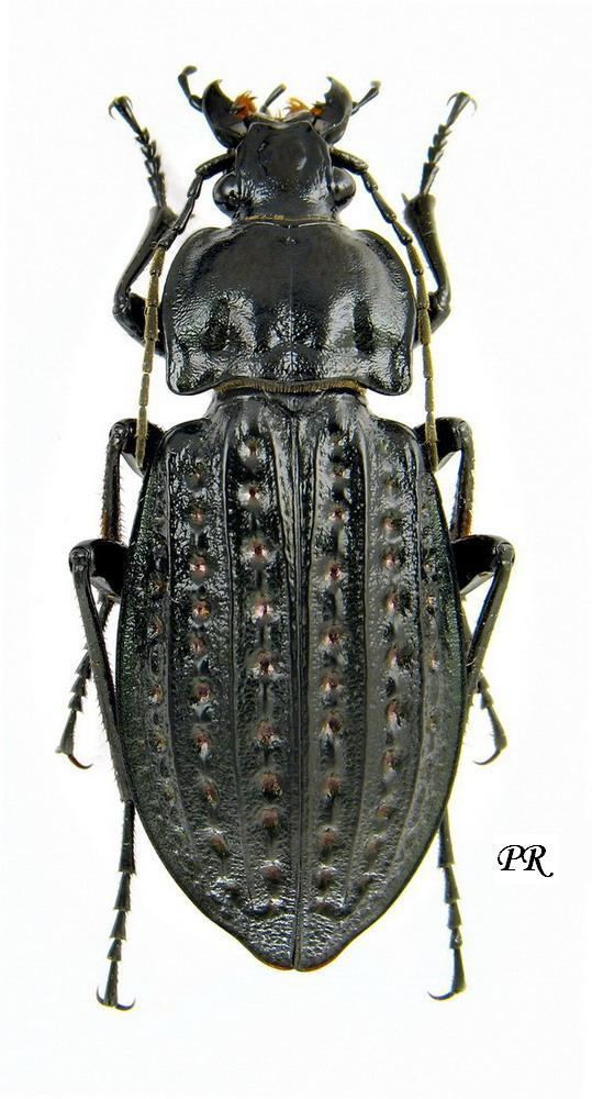 Carabus clathratus Carabus Limnocarabus clathratus clathratus Linne 1761 Carabidae