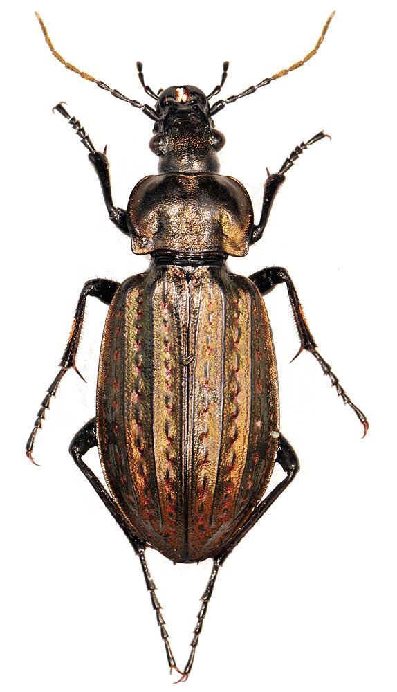 Carabus clathratus Carabus Limnocarabus clathratus clathratus Linne 1761 Carabidae