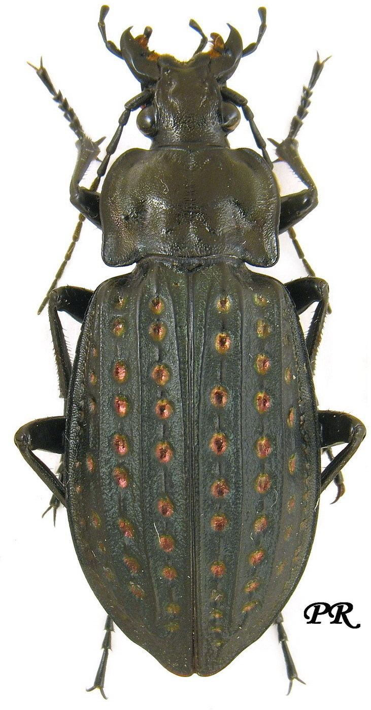 Carabus clathratus Carabus Limnocarabus clathratus auraniensis Muller 1902 Carabidae