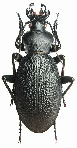 Carabus coriaceus Carabus Procrustes coriaceus Linne 1758 Carabidae