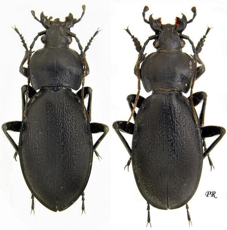 Carabus coriaceus Carabus Procrustes coriaceus Linne 1758 Carabidae