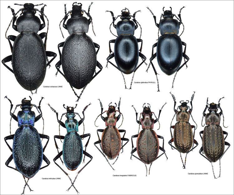 Carabus ICONOGRAPHIE DES COLOPTRES CARABIDAE D39ALSACE