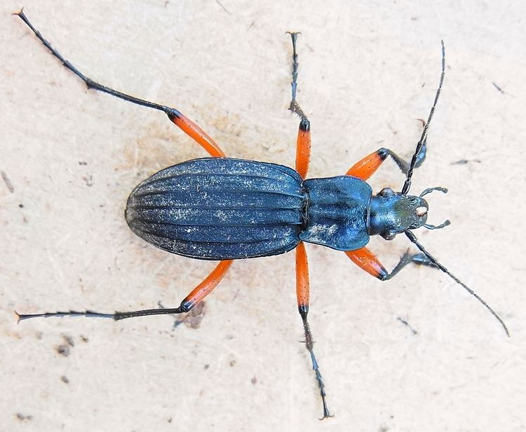Carabus galicianus uploadwikimediaorgwikipediacommons00fCarabu