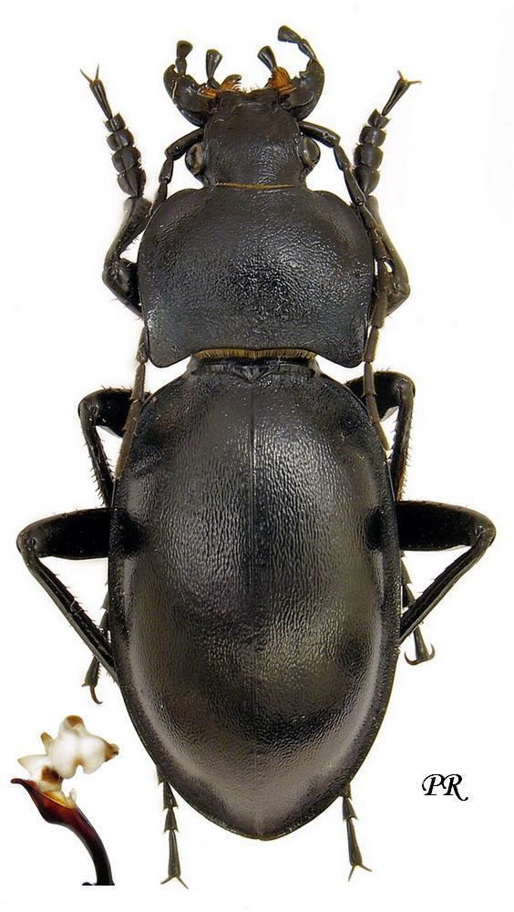 Carabus glabratus Carabus Pachystus glabratus Paykull 1790 Carabidae