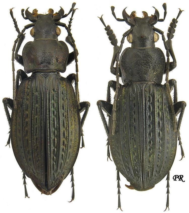 Carabus granulatus Carabus Carabus granulatus Linne 1758 Carabidae