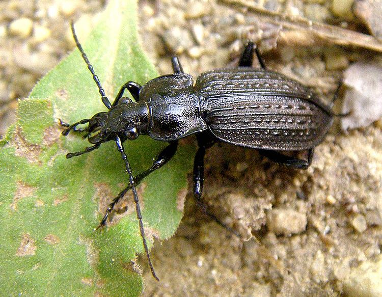 Carabus granulatus Carabus granulatus Ground beetle